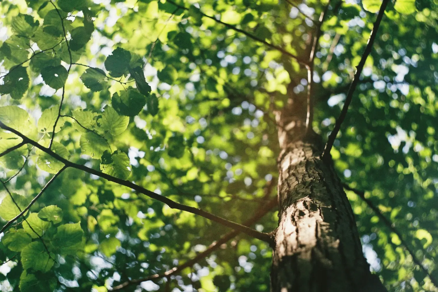 Tree Canada